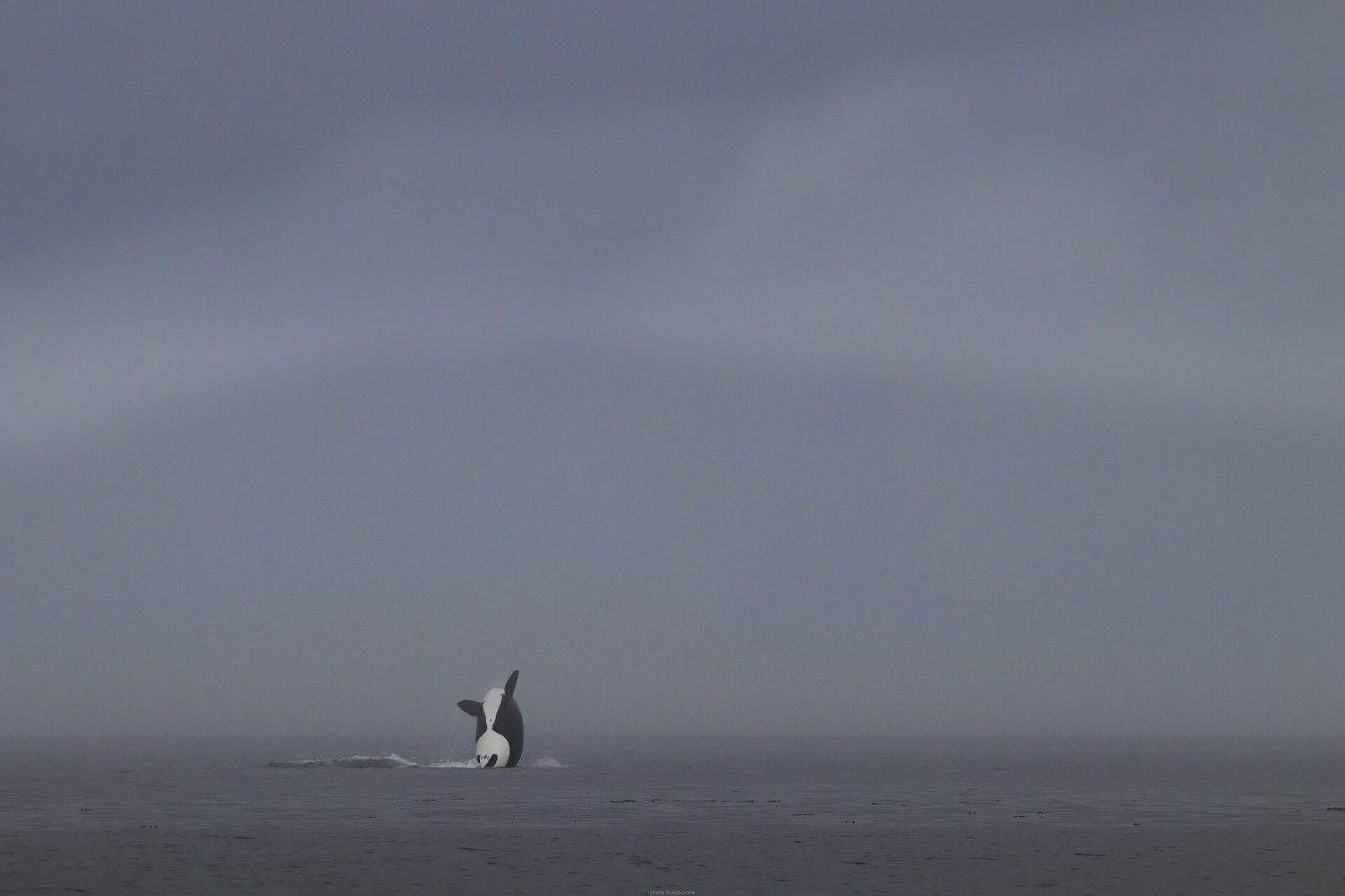 Whale watching on Vancouver Island: when, where and what you'll see